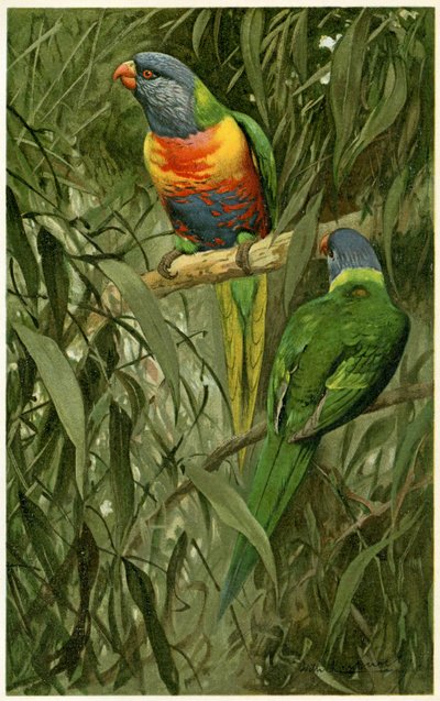 A Pair of Rainbow Lorikeets, 1890 by Alfred Brehm